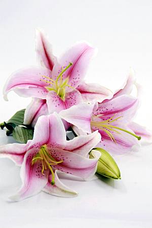 百合 鲜花特写图片