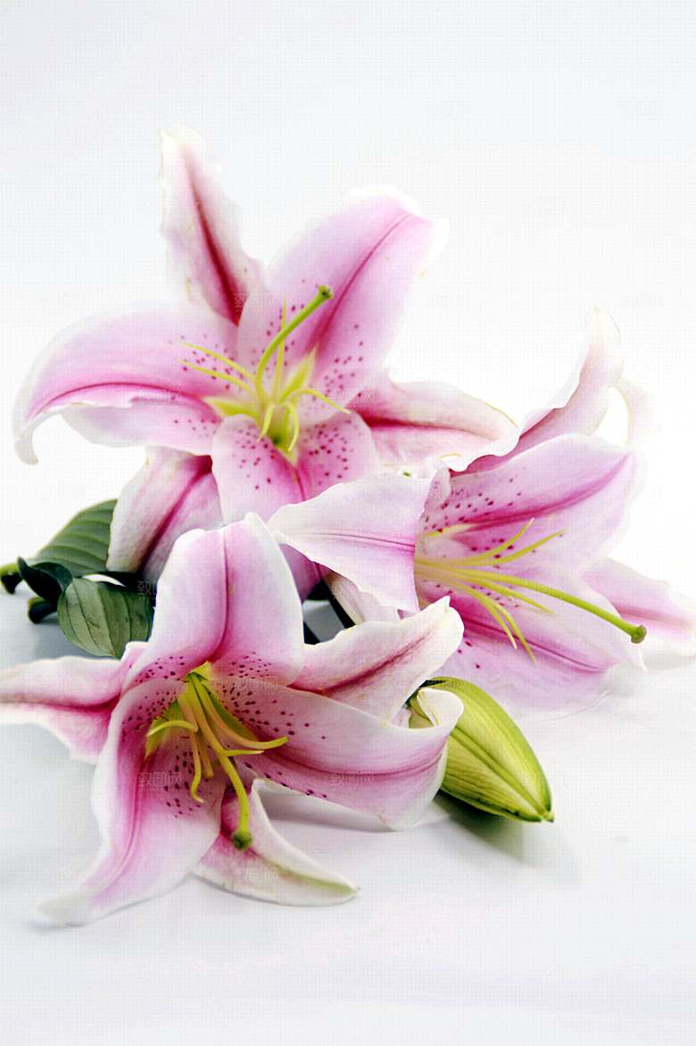 百合 鲜花特写图片