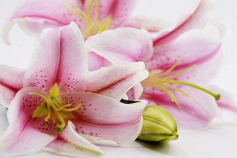 百合 鲜花特写图片