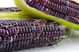 农作物新鲜玉米图片