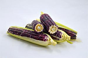 农作物新鲜玉米图片