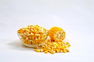 农作物新鲜玉米 图片