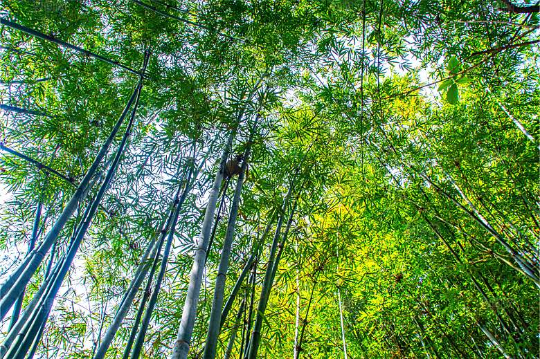 竹子竹叶竹林图片