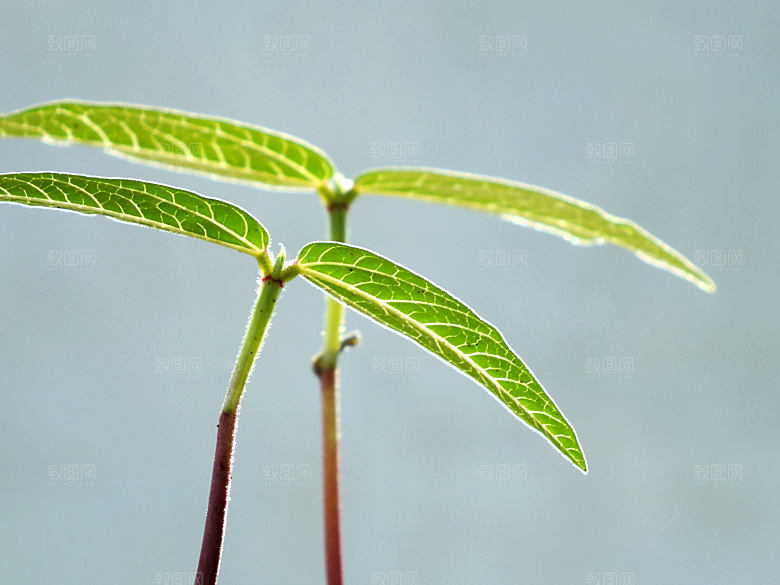 刚出土的豆牙图片