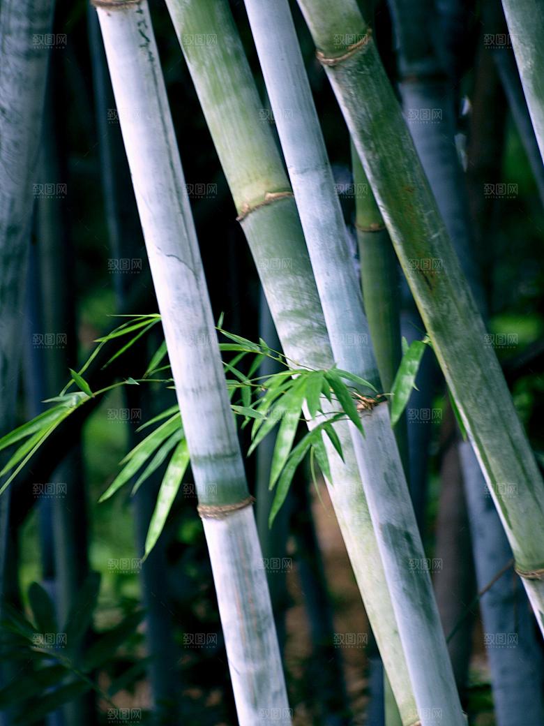 竹子竹叶竹林图片