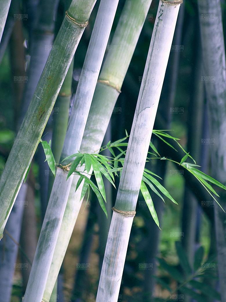 竹子竹叶竹林图片