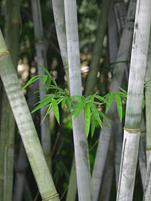 竹子竹叶竹林图片