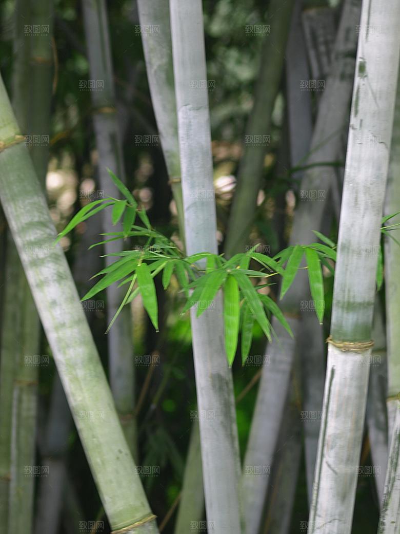 竹子竹叶竹林图片