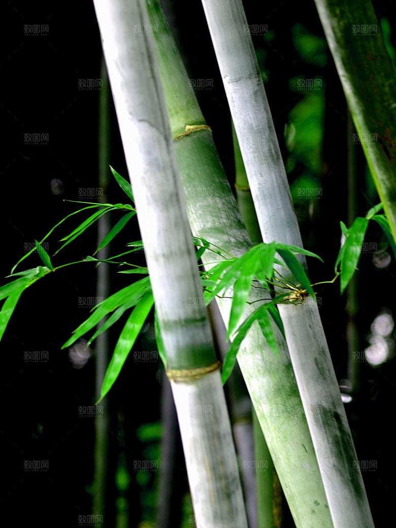 竹子竹叶竹林图片