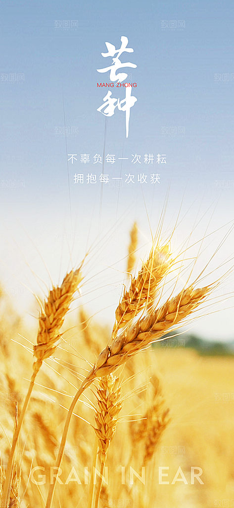 芒种节气宣传海报