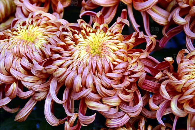 菊花盛开特写图片