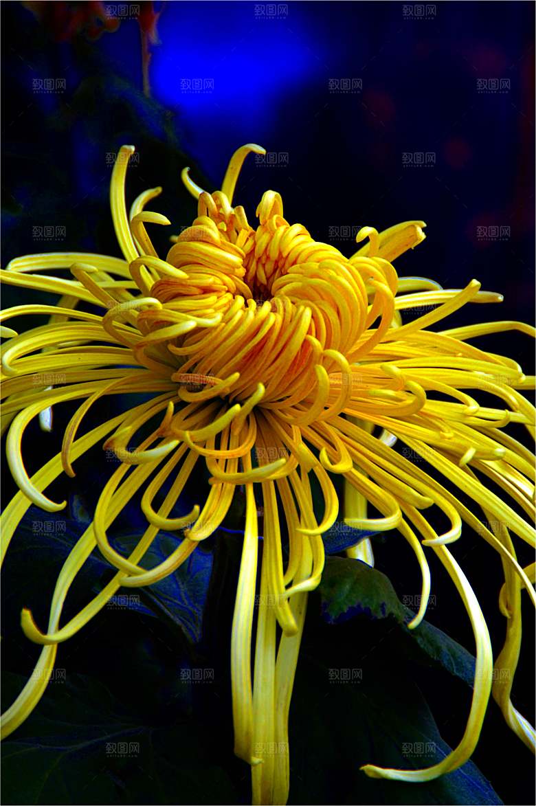 菊花盛开特写图片