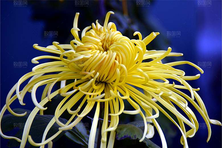菊花盛开特写图片