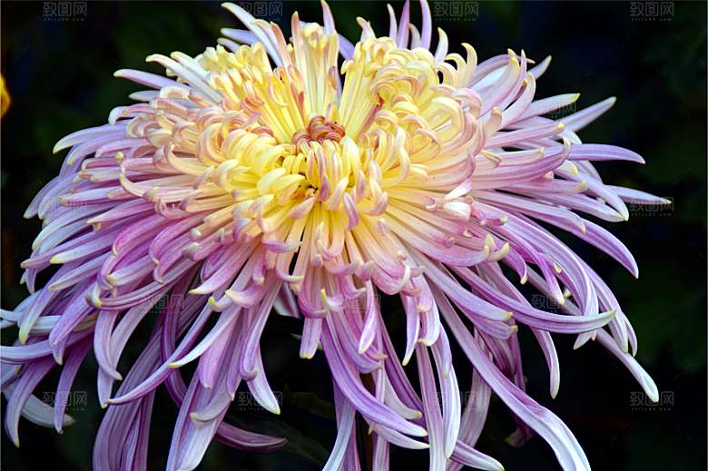 菊花盛开特写图片