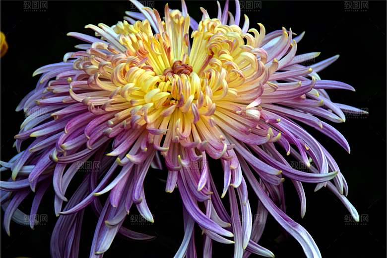 菊花盛开特写图片