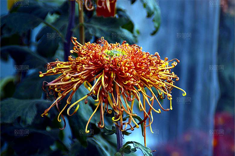 菊花盛开特写图片