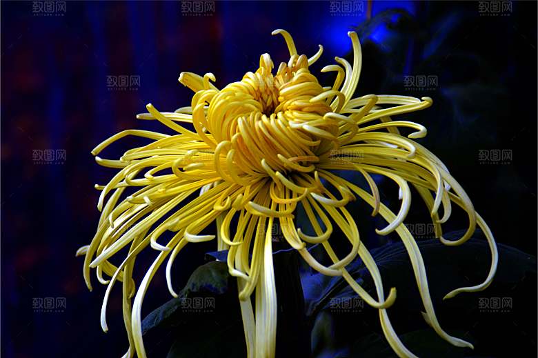 菊花盛开特写图片