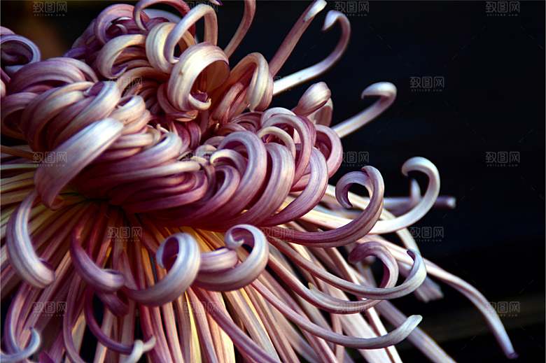 菊花盛开特写图片