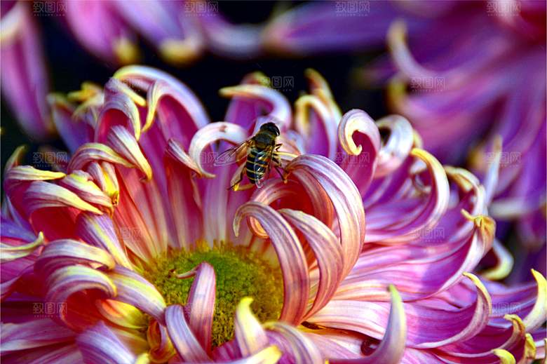 菊花盛开特写图片