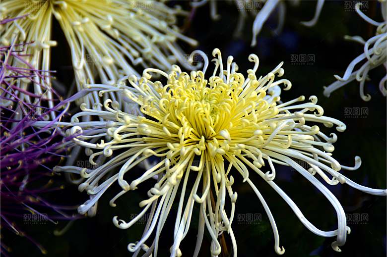 菊花盛开特写图片