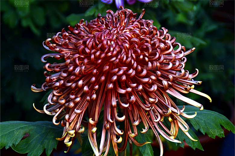 菊花盛开特写图片