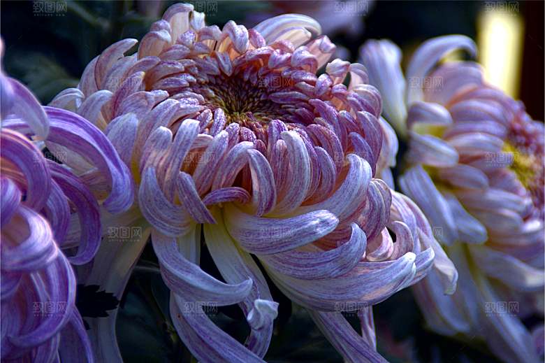 菊花盛开特写图片
