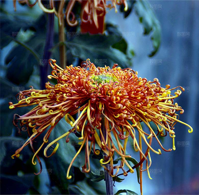 菊花盛开特写图片