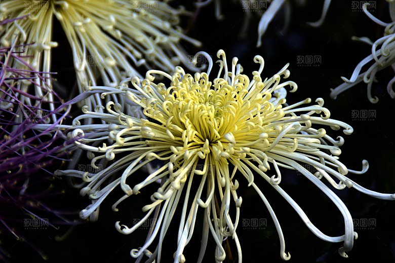 菊花盛开特写图片