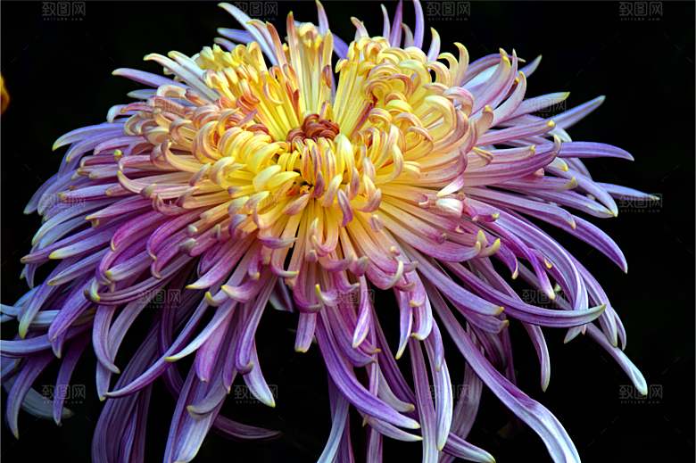 菊花盛开特写图片
