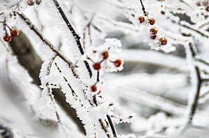 下雪天冰冻的野果