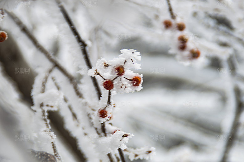 下雪天冰冻的野果