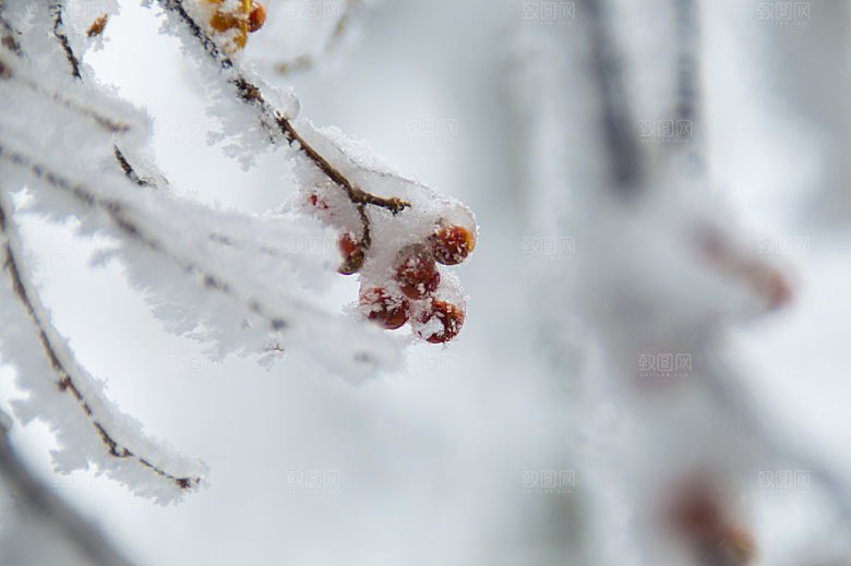 下雪天冰冻的野果