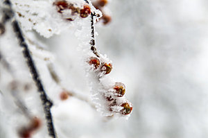 下雪天冰冻的野果