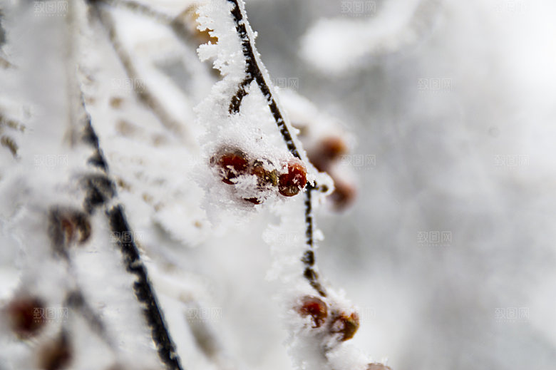 下雪天冰冻的野果