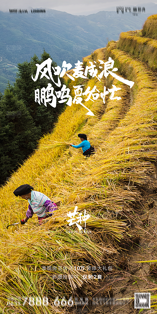 地产二十四节气芒种简约大气海报