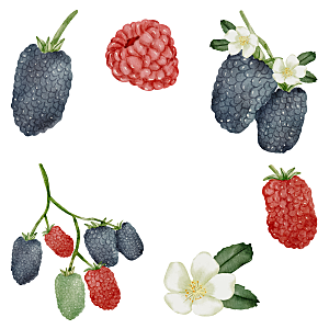 手绘树莓矢量元素