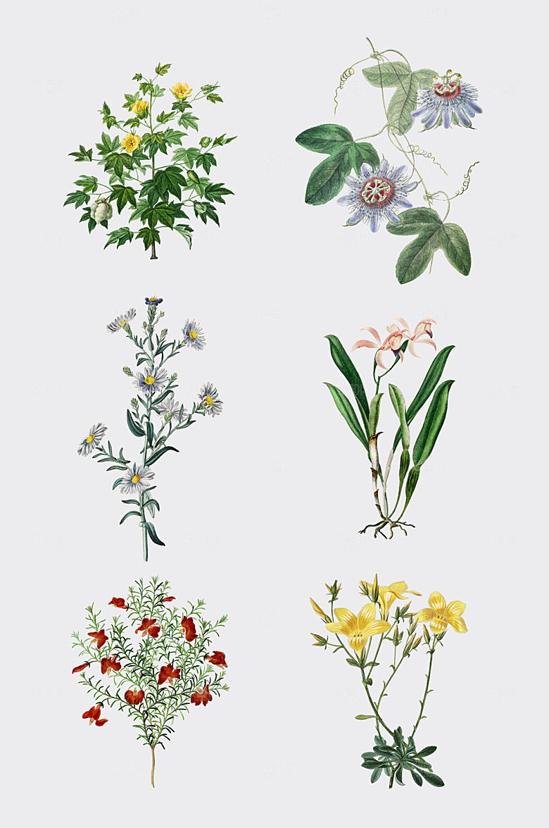 手绘逼真效果花卉与草药矢量元素