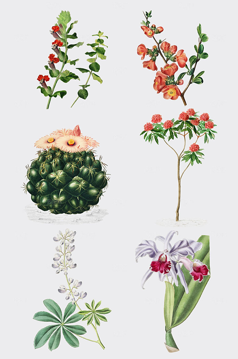 手绘逼真效果花卉与草药矢量元素
