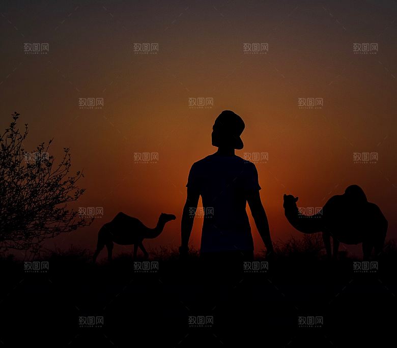 沙漠骆驼高清摄影大图