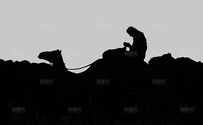 沙漠骆驼高清摄影大图