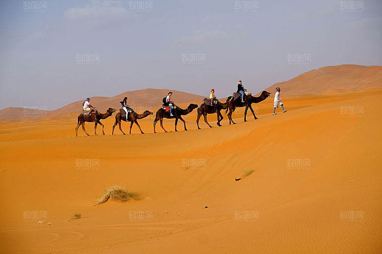 沙漠骆驼高清摄影大图