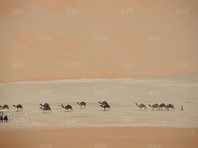 沙漠骆驼高清摄影大图