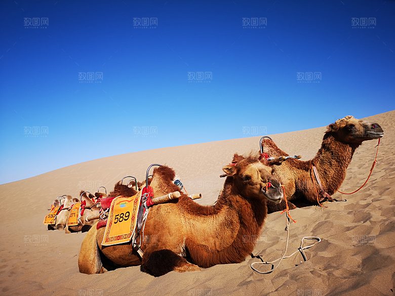 沙漠骆驼高清摄影大图
