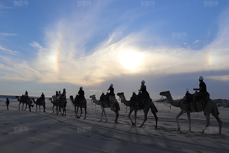 沙漠骆驼高清摄影大图