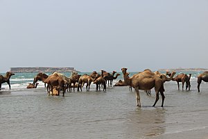 沙漠骆驼高清摄影大图