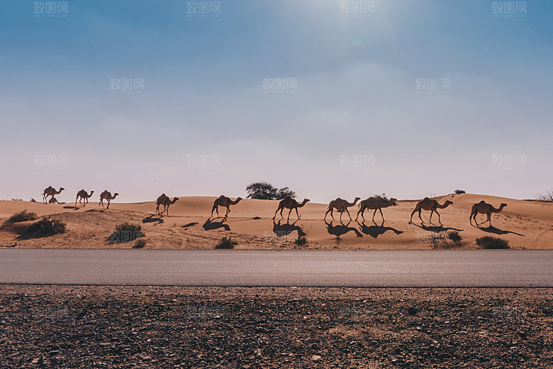 沙漠骆驼高清摄影大图