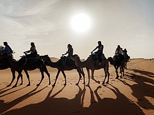 沙漠骆驼高清摄影大图