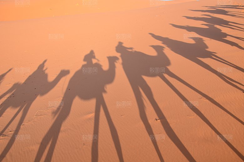 沙漠骆驼高清摄影大图