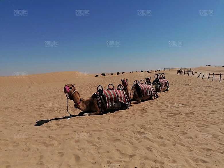 沙漠骆驼高清摄影大图