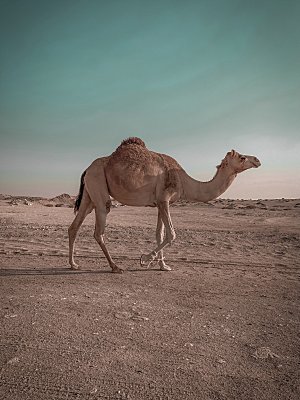 沙漠骆驼高清摄影图